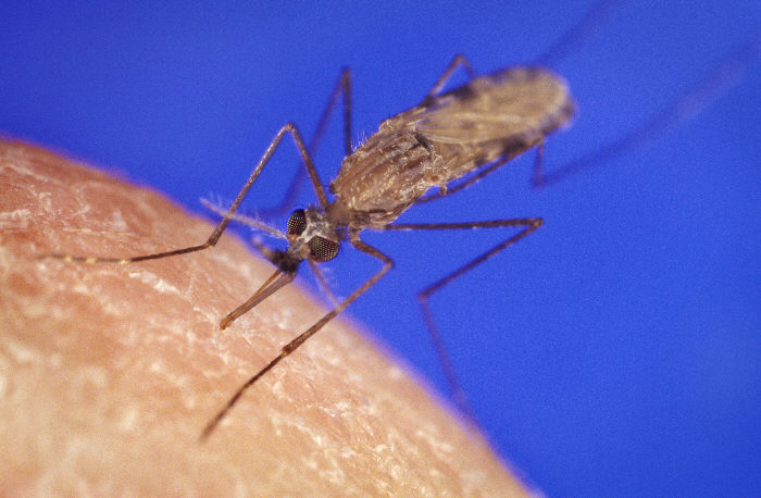 Anopheles Gambiae mosquito vector of falciparum